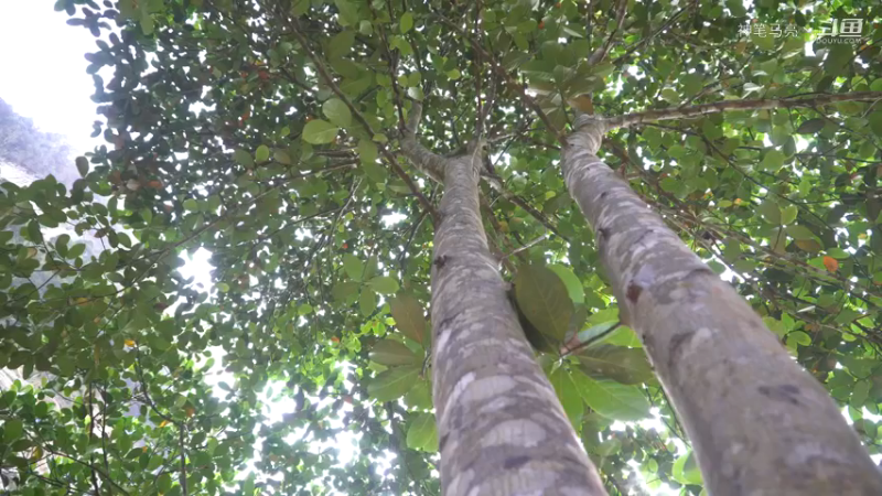 全集更新精剪版(1)E110锻造工具镰刀，韭菜瑟瑟发抖【真人我的世界-空手发展-单人炼铁】