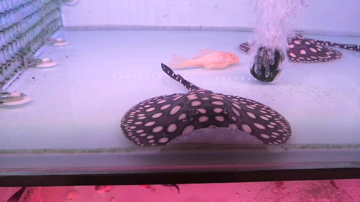 水族馆之黑白魟鱼