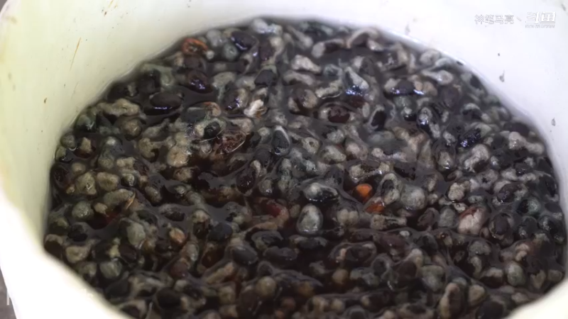 全集更新精剪版(9)E116棉花和种植【真人我的世界-空手发展-单人炼铁】