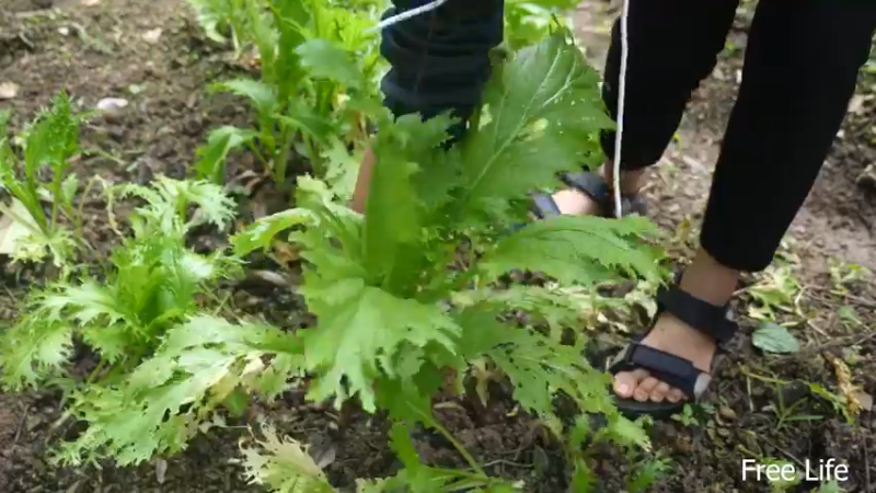 10制作传统厨具和四川泡菜15妹子深入荒野隐居修仙,建设世外桃源投个币吧
