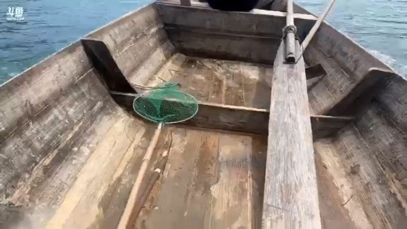 【2021-08-28 11点场】魅力生活i：今天弄土蜂