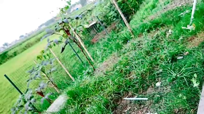 【2021-08-29 18点场】洪湖小肖：洪湖小肖的直播间