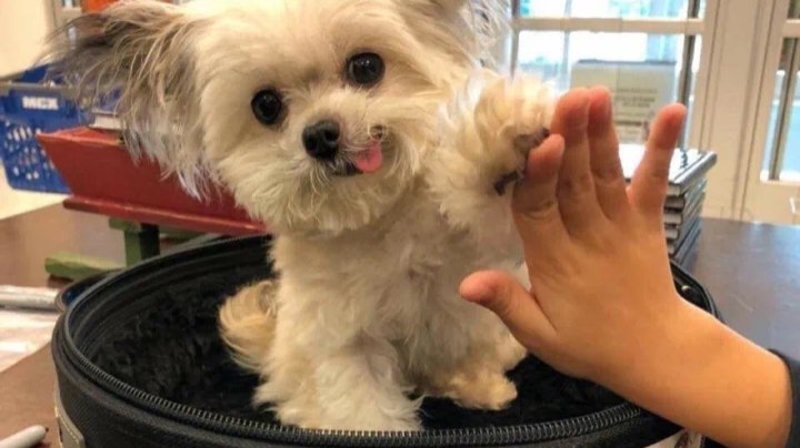 双人成行第四回