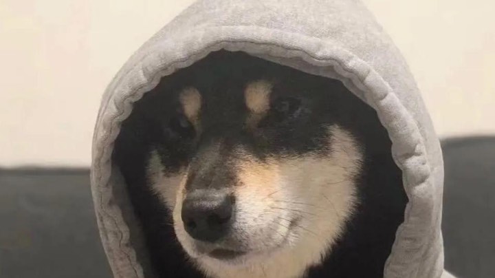 q直播回看