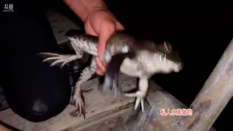 【2021-08-31 21点场】魅力生活i：古老捕鱼方式X鱼