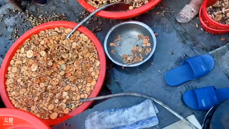 【2021-08-31 18点场】魅力生活i：油炸蜂蛹做菌油