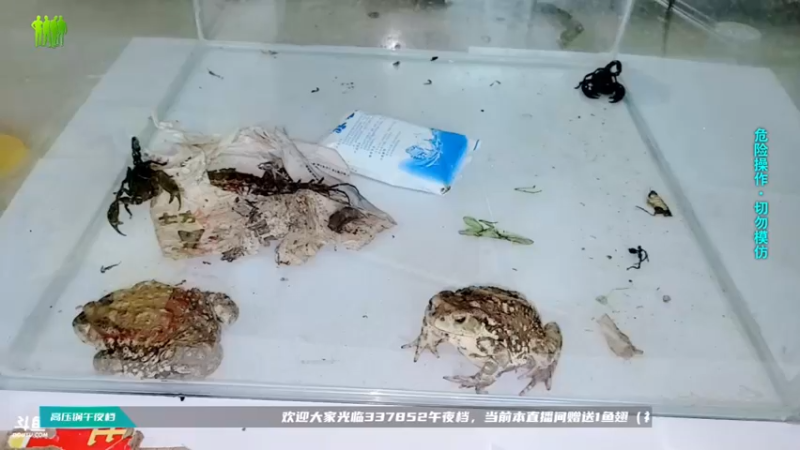 【2021-09-01 08点场】洪湖小肖：一个666卡个牌子！！！