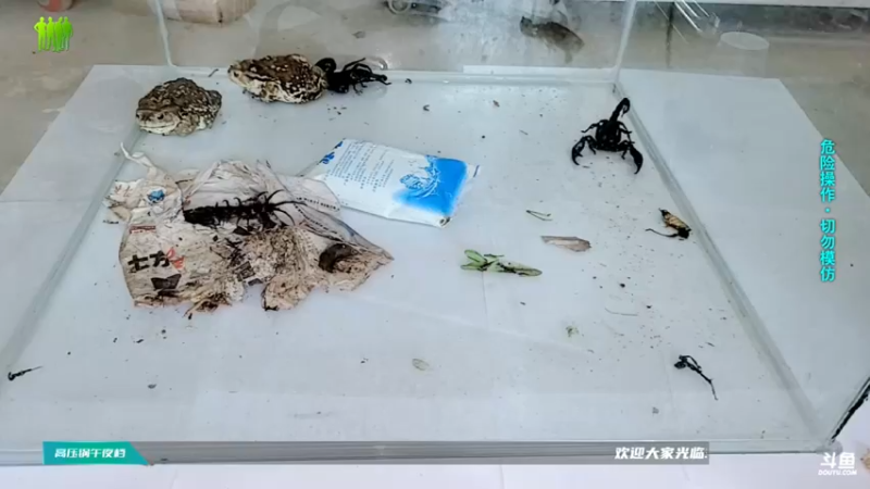 【2021-09-01 12点场】洪湖小肖：一个666卡个牌子！！！