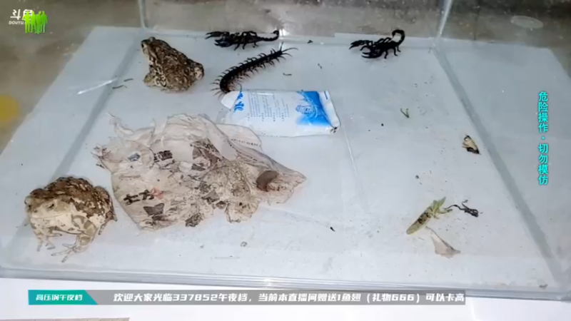 【2021-09-01 06点场】洪湖小肖：一个666卡个牌子！！！