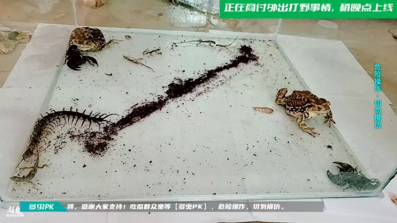 【2021-09-01 14点场】洪湖小肖：一个666卡个牌子！！！