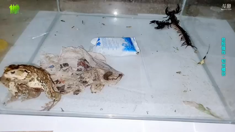 【2021-09-01 04点场】洪湖小肖：一个666卡个牌子！！！