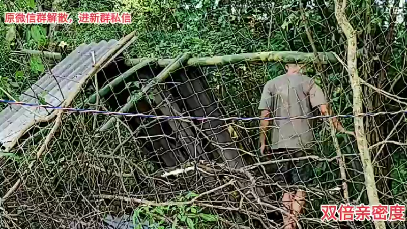 【2021-09-01 17点场】川味箩卜：上午11点开播