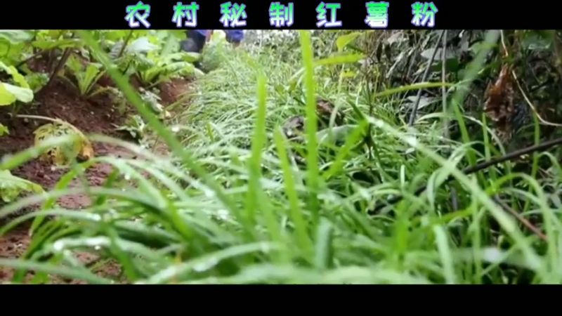 农村秘制红薯粉