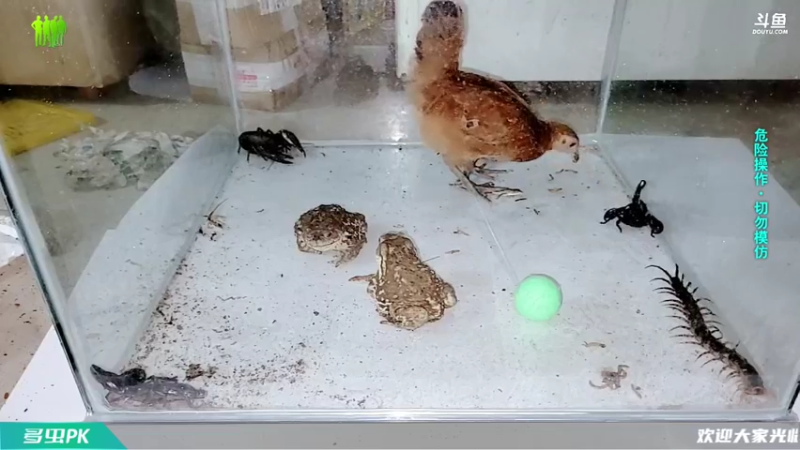 【2021-09-02 02点场】洪湖小肖：一个666卡个牌子！！！