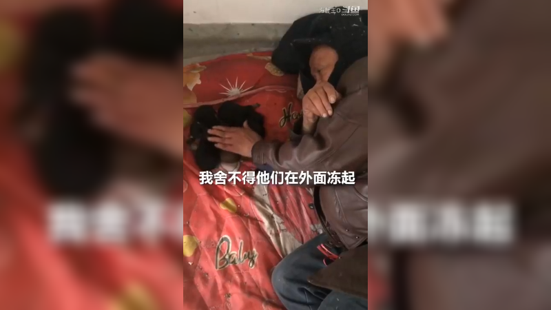 对于他来说狗就是孩子