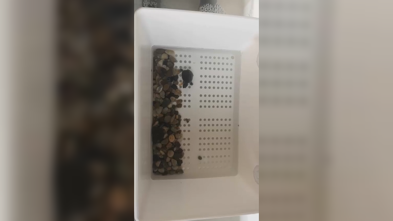 麝香龟小臭蛋