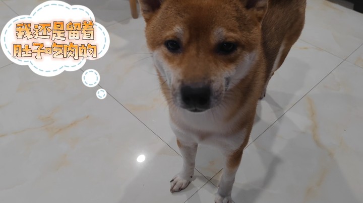 一直因为肉绝食的柴后续