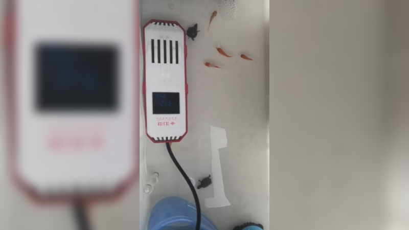 麝香龟小臭蛋