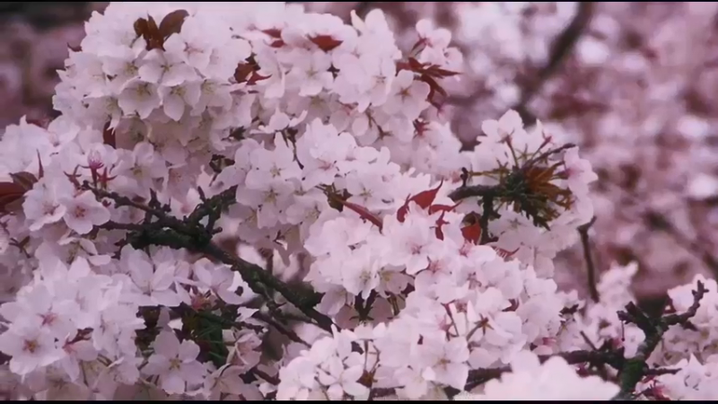 郭富城 - Para Para Sakura