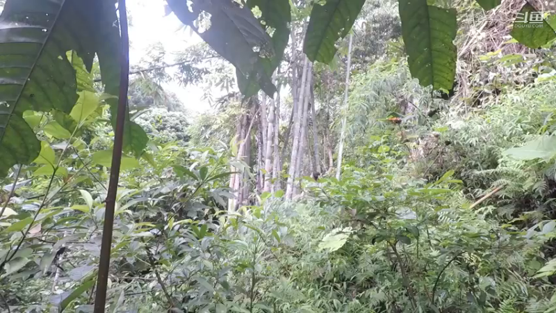 第1季梦开始的地方精剪P6编制背篓(1)(真人我的世界-空手发展-石器时代