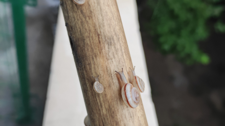 英魂之刃