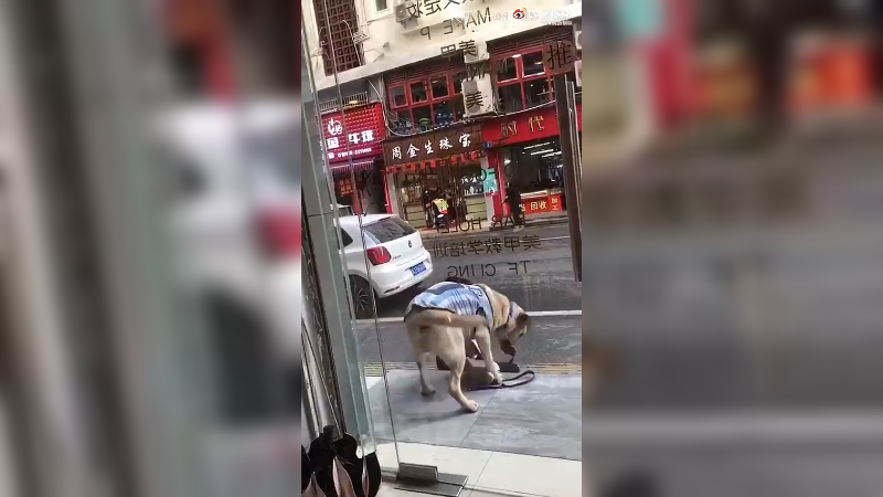 养大型犬的还是要注意啦  ，人狗殊途啊