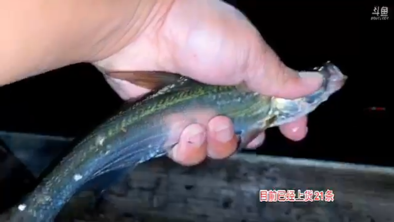 【2021-09-05 05点场】魅力生活i：老二接盘30条翘嘴可以完成嘛？