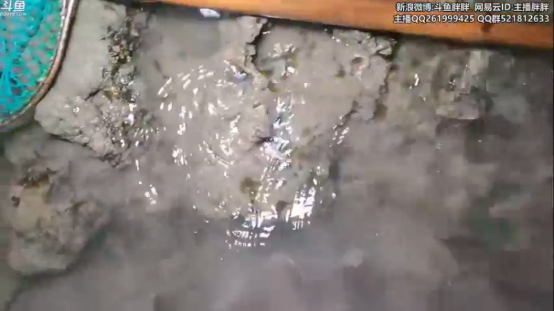 【2021-09-05 03点场】胖胖灬：胖胖OB：LNG VS WE，看好LNG