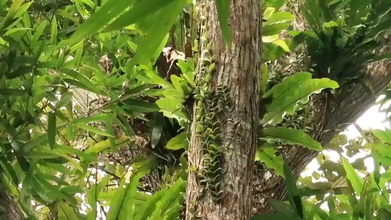 精剪回顾1号基地E08棕榈叶棚1【真人我的世界-空手发展-单人炼铁】