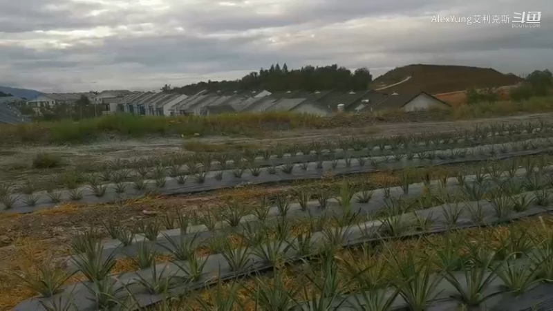 13-黄莉农场-2