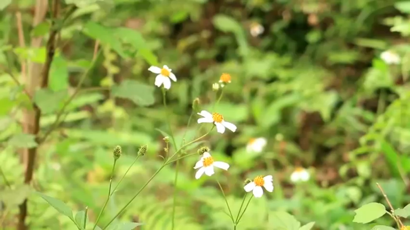 精剪回顾1号基地：07开垦水稻田(1)【真人我的世界-空手发展-铁器时代】