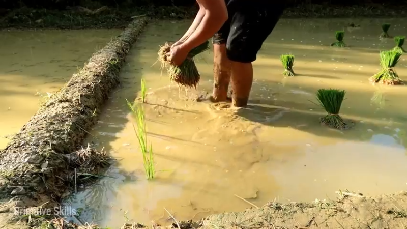 精剪回顾1号基地22水稻种植9【传统技术-真人我的世界-空手发展-单人炼铁】