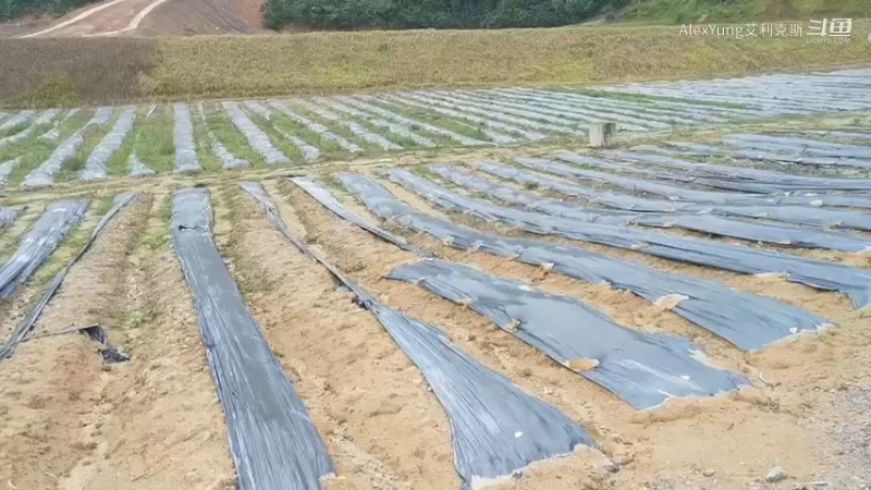 13-黄莉农场-1
