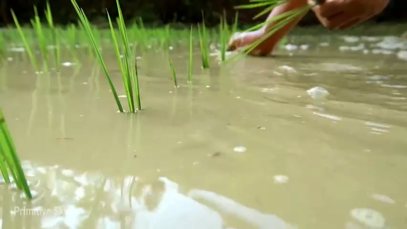 精剪回顾1号基地22水稻种植10【传统技术-真人我的世界-空手发展-单人炼铁】