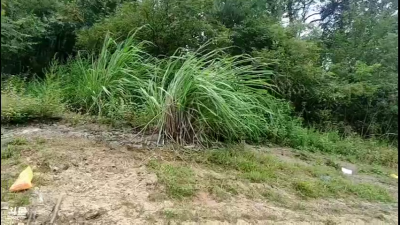 【2021-09-06 12点场】魅力生活i：放鳜鱼钓找土蜂