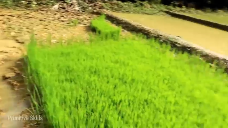 精剪回顾1号基地22水稻种植11【传统技术-真人我的世界-空手发展-单人炼铁】