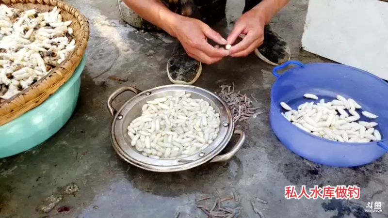 【2021-09-07 17点场】魅力生活i：继续寻找土蜂