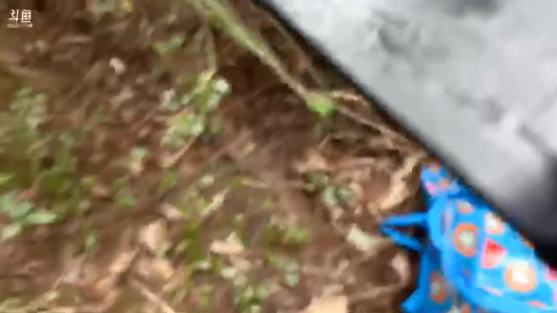 【2021-09-07 11点场】魅力生活i：继续寻找土蜂