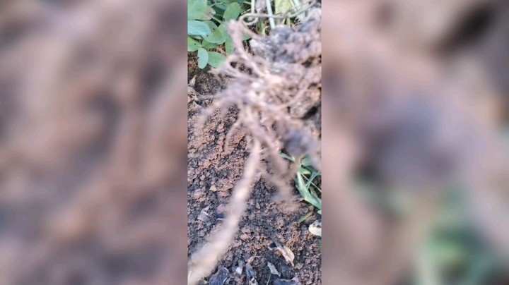 秋天的花生
