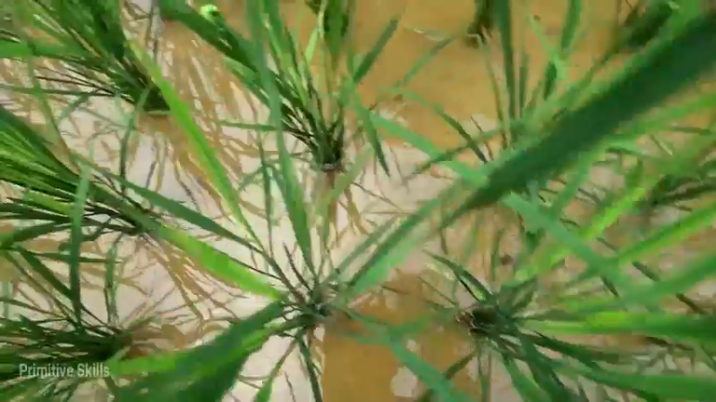 D2季经典T30鱼苗和稻田(6)【真人我的世界-空手发展-单人炼铁】