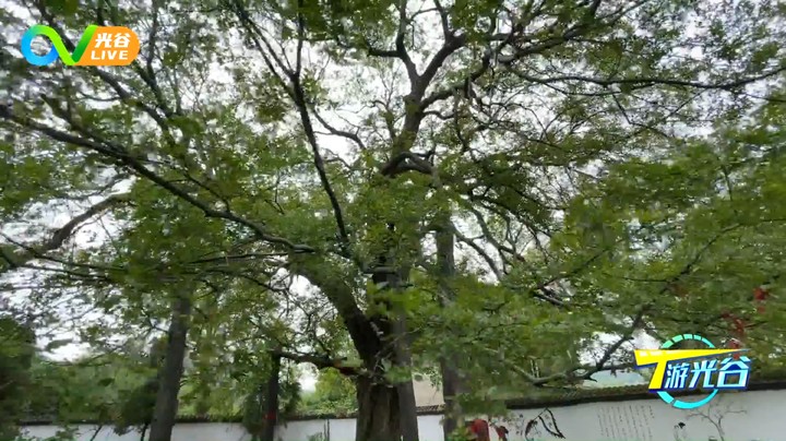 第六十一周T游光谷之龙泉山婆婆树0908