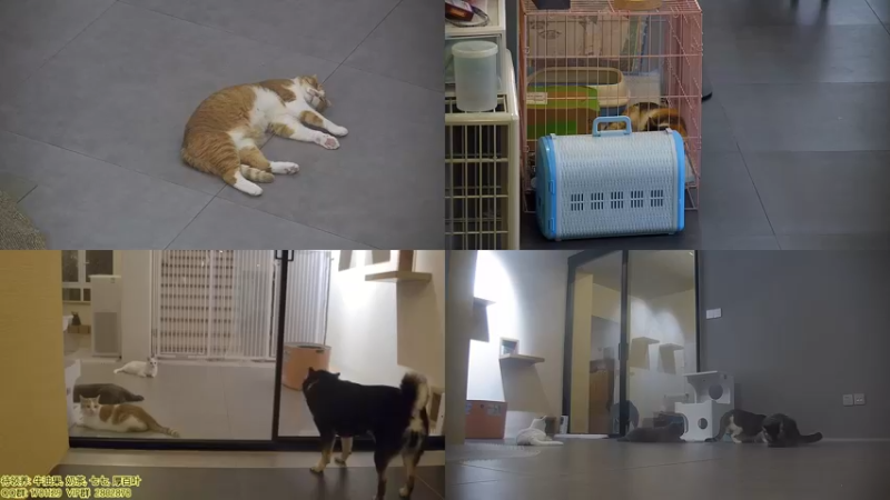【2021-09-09 20点场】喵放送：喵放送☀️喵呜~