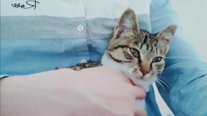 二次元手游