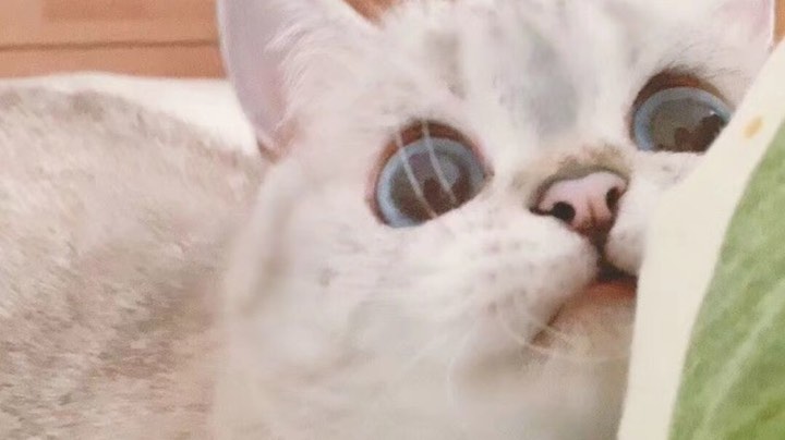 【 2021-09-08 17点场】糖醋鲲：我的巅峰队友没有