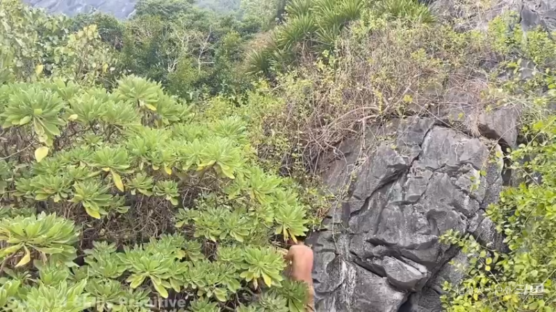 更新S2P19制作渔网捕鱼(9)又一条倒霉石斑鱼