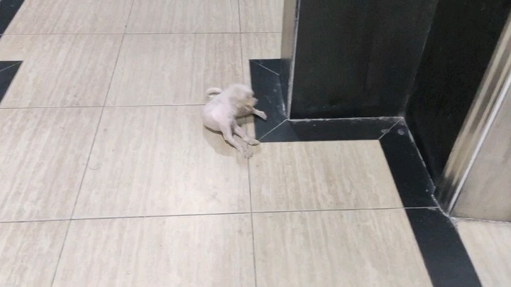 一只去过迪吧蹦迪的狗子