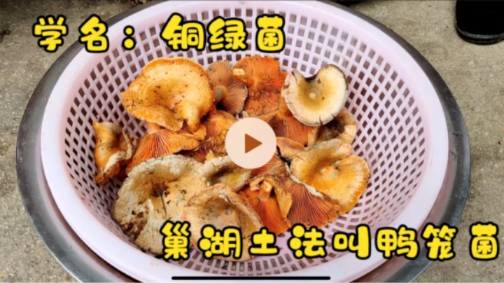 皖南山区入秋后，松树林漫山的铜绿菌，采上一份炒一盘口感鲜美!