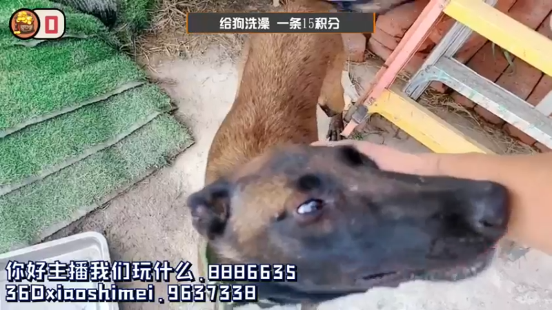 【2021-09-10 13点场】逐梦兄弟：《你好主播！我们玩什么？》day2
