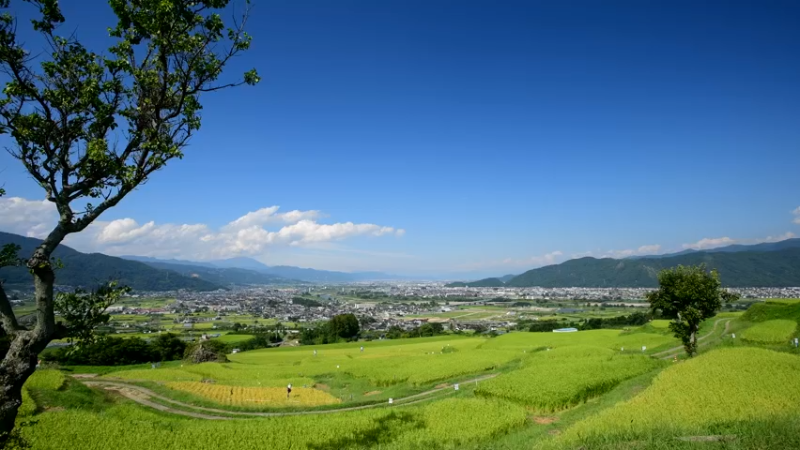 日本-金黄色的梯田