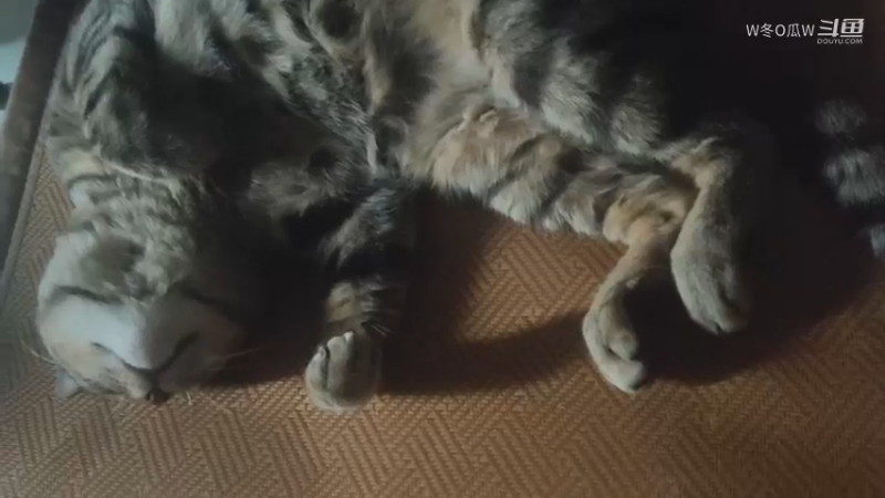 一只懒猫